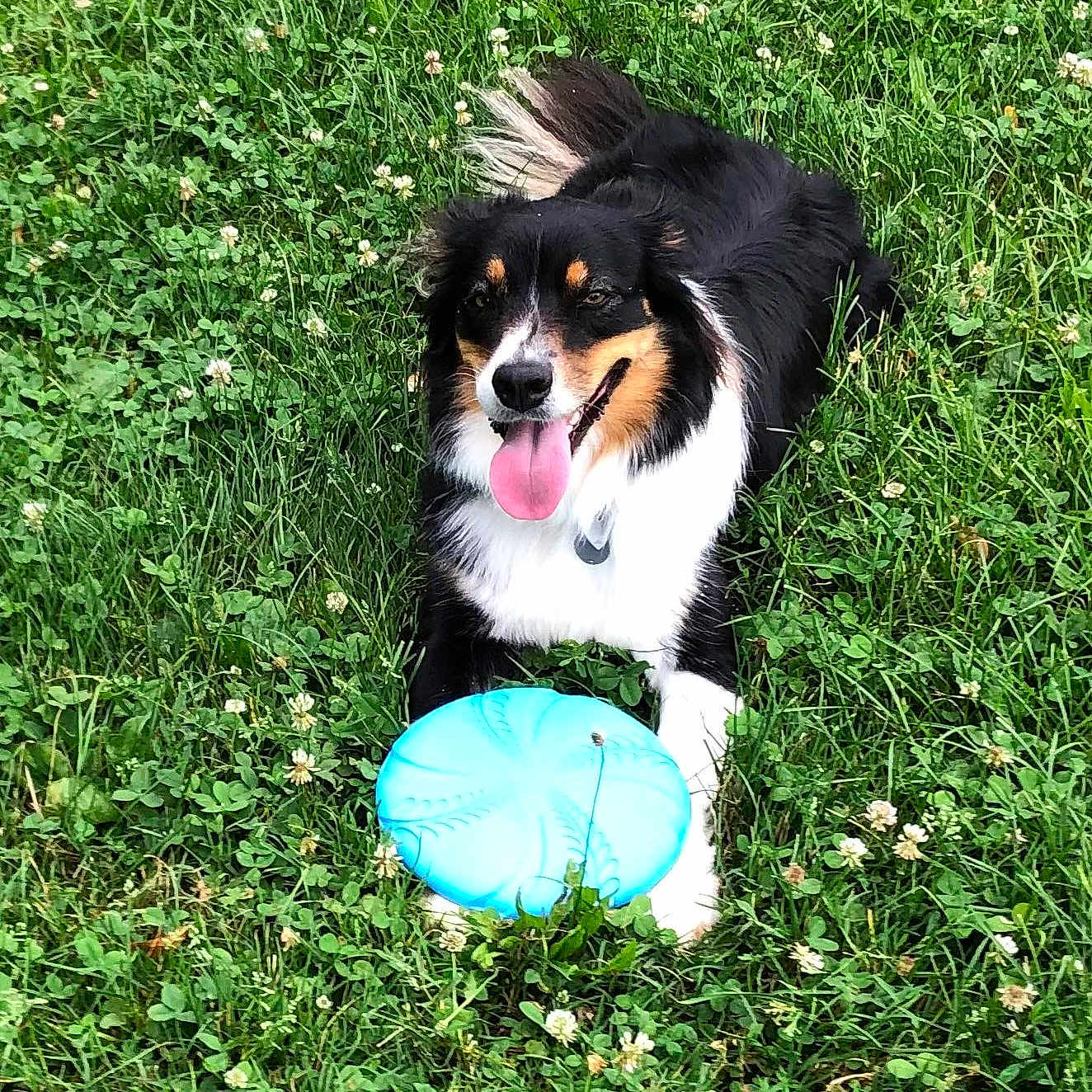 Ayia participe au concours pour gagner de l'argent avec cette photo : active, animal, canine, dog, flower, frisbee, fur, grass, greenery, happy, laying_down, nature, outdoor, park, pet, playing, summer, tail, tongue_out, toy