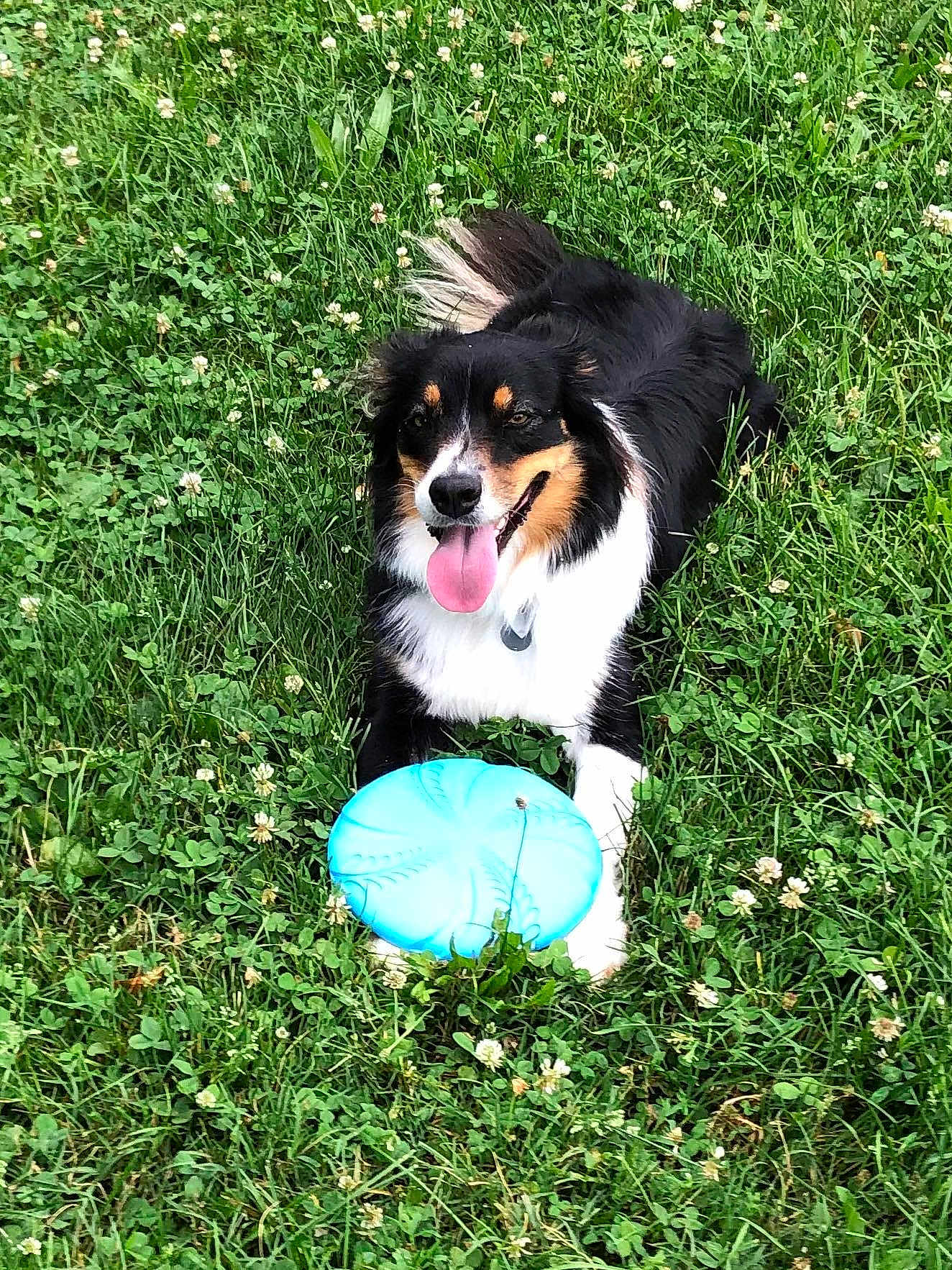 Ayia participe au concours pour gagner de l'argent avec cette photo : dog, grass, frisbee, outdoor, pet, animal, playing, tongue_out, happy, nature, summer, greenery, flower, toy, canine, laying_down, fur, tail, park, active