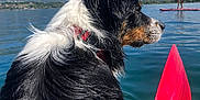 Ayia a rejoint le concours — aidez-le/la à gagner de superbes lots ! dog, wet_fur, kayak, lake, water, mountains, blue_sky, paddle, outdoor, nature, animal, pet, summer, recreation, water_sports, paddleboarder, calm_water, scenic, daytime, adventure