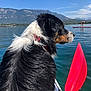 dog, wet_fur, kayak, lake, water, mountains, blue_sky, paddle, outdoor, nature, animal, pet, summer, recreation, water_sports, paddleboarder, calm_water, scenic, daytime, adventure