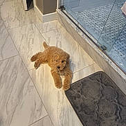 Haru joined the competition — help win amazing prizes! puppy, dog, indoor, bathroom, marble_floor, bath_mat, glass_shower, tile, curly_fur, light_brown, pet, animal, flooring, relaxing, laying_down, cute, small_dog, cozy, home, clean
