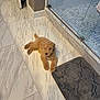 puppy, dog, indoor, bathroom, marble_floor, bath_mat, glass_shower, tile, curly_fur, light_brown, pet, animal, flooring, relaxing, laying_down, cute, small_dog, cozy, home, clean