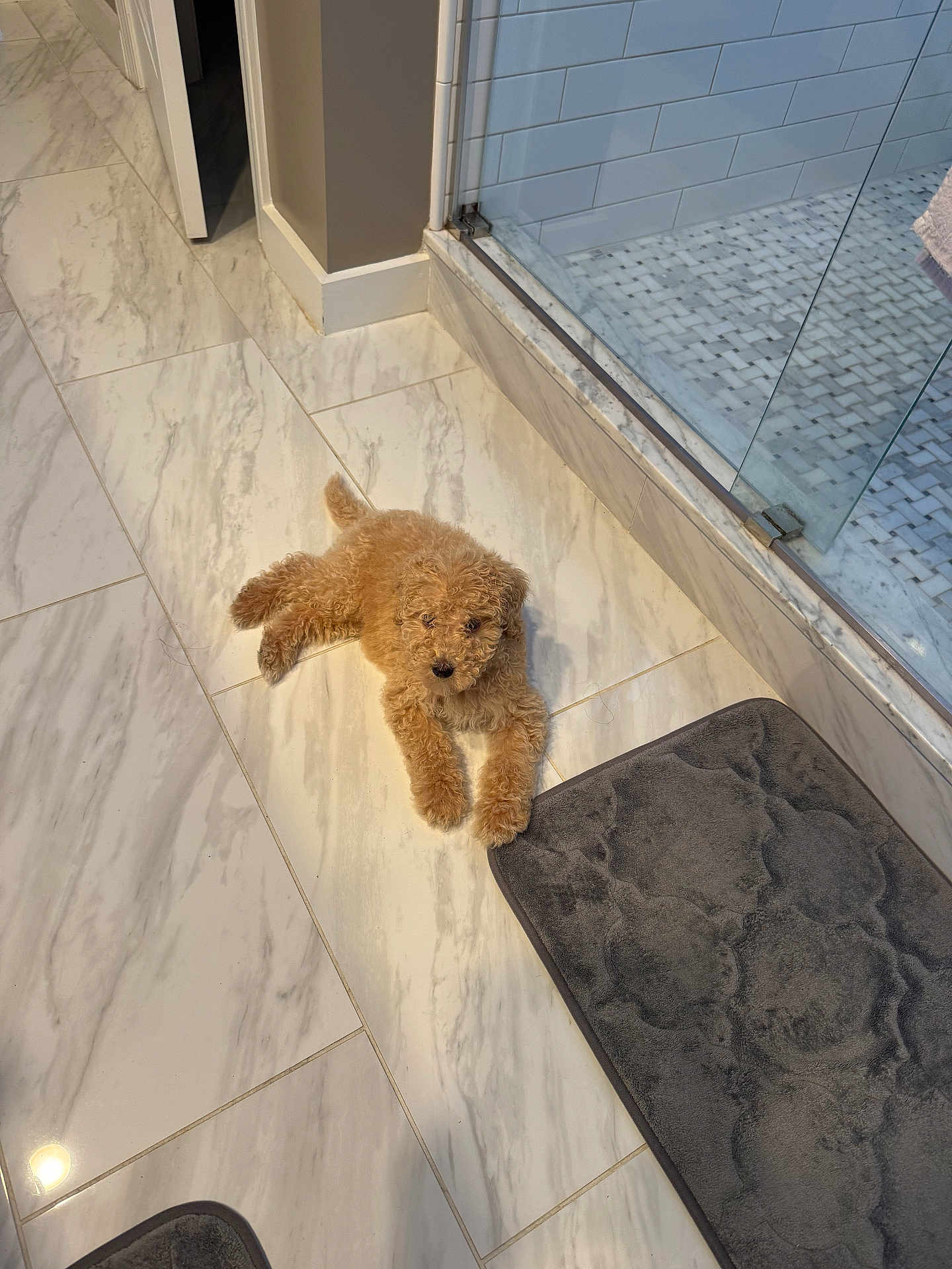 Haru joined the competition — help win amazing prizes! puppy, dog, indoor, bathroom, marble_floor, bath_mat, glass_shower, tile, curly_fur, light_brown, pet, animal, flooring, relaxing, laying_down, cute, small_dog, cozy, home, clean