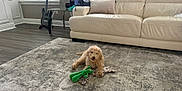 Haru joined the competition — help win amazing prizes! animal, carpet, couch, cozy, dog, door, floor, furniture, guitar, home, indoor, light, living_room, pet, pillow, playful, plush_toy, relaxing, rug, window