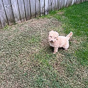 Haru joined the competition — help win amazing prizes! animal, brown_dog, canine, curious, cute, dog, domestic_animal, fence, fluffy, grass, lawn, nature, outdoor, pet, playful, puppy, small_dog, standing, summer, yard