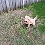 animal, brown_dog, canine, curious, cute, dog, domestic_animal, fence, fluffy, grass, lawn, nature, outdoor, pet, playful, puppy, small_dog, standing, summer, yard