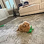 Haru joined the competition — help win amazing prizes! couch, cozy, curly_fur, dog, floor, furniture, green_toy, guitar, home, indoor, living_room, pet, playful, puppy, relaxed, rug, shutters, small_dog, toy, window