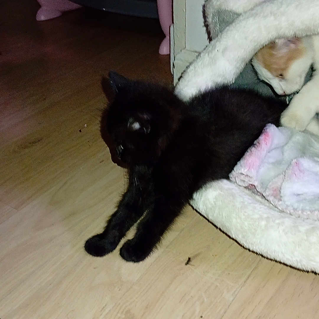 Eli participe au concours pour gagner de l'argent avec cette photo : abyssinian, animal, blackcat, blanket, cat, chair, couch, furniture, hardwood, homedecor, kitten, manx, pet, plywood, siamese, wood