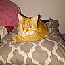 cat, ginger_cat, loaf_position, pillow, blanket, bed, indoor, sleepy, pet, feline, resting, cozy, fur, domestic_animal, cute, animal, head, ears, whiskers, relaxed