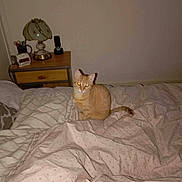 Athéna a rejoint le concours — aidez-le/la à gagner de superbes lots ! cat, orange_tabby, bed, bedspread, blanket, nightstand, lamp, flash, indoor, furniture, cozy, pet, animal, domestic, room, table, household, resting, fur, cute