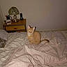 cat, orange_tabby, bed, bedspread, blanket, nightstand, lamp, flash, indoor, furniture, cozy, pet, animal, domestic, room, table, household, resting, fur, cute