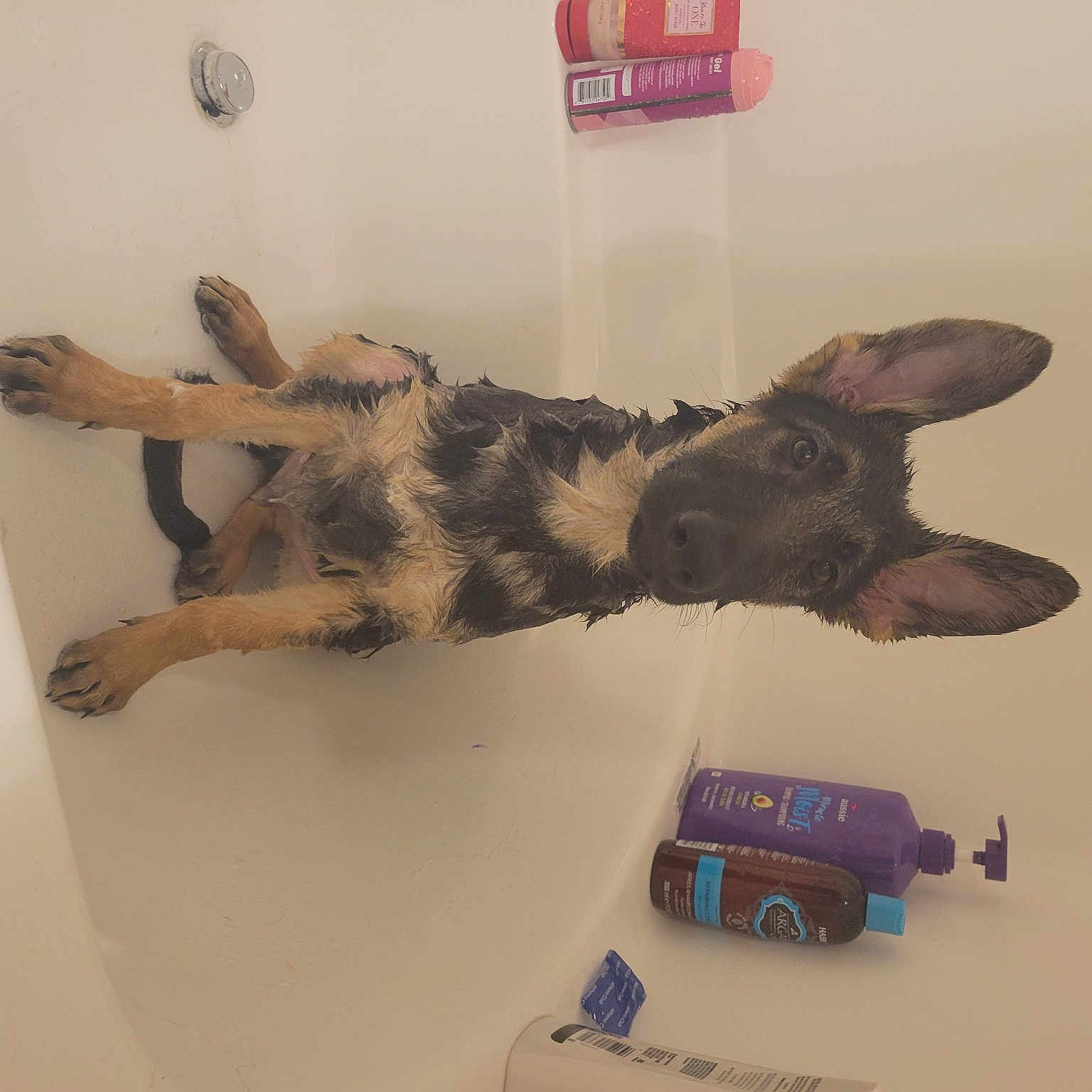 Whitefang is registered to the contest to win money with this photo: claw, fur, gesture, nile_crocodile, reptile, room, tail, terrestrial_animal, tire, toy, toy_vehicle, wheel, wood