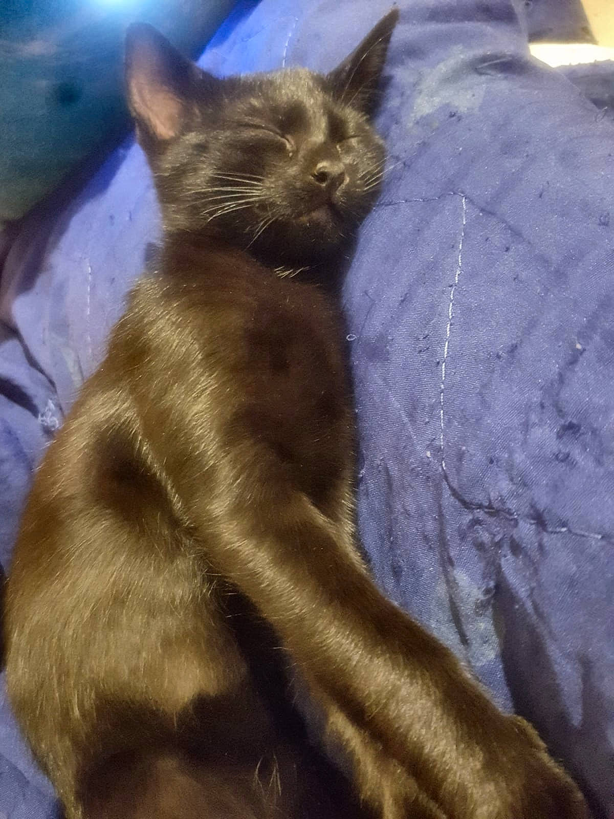 Rosie participe au concours pour gagner de l'argent avec cette photo : black_cat, carnivore, cat, claw, comfort, domestic_short_haired_cat, electric_blue, fawn, felidae, fur, havana_brown, liver, nap, small_to_medium_sized_cats, snout, tail, terrestrial_animal, whiskers, window