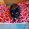 Rosie a rejoint le concours — aidez-le/la à gagner de superbes lots ! animal, applique, armchair, bed, blackcat, blanket, cat, chair, couch, cushion, furniture, homedecor, kitten, linen, manx, pattern, pet, quilt, siamese, velvet