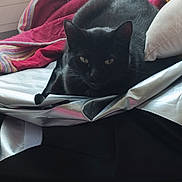 Rosie a rejoint le concours — aidez-le/la à gagner de superbes lots ! abyssinian, animal, baby, bed, bedroom, blackcat, blanket, cat, couch, cushion, furniture, homedecor, indoors, kitten, linen, manx, person, pet, quilt, room