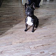 Ulka a rejoint le concours — aidez-le/la à gagner de superbes lots ! dog, french_bulldog, indoor, floor, wood_floor, pet, animal, black_and_white, sitting, curious, looking_up, coat, chair, table, home, domestic, flooring, furniture, canine, companion