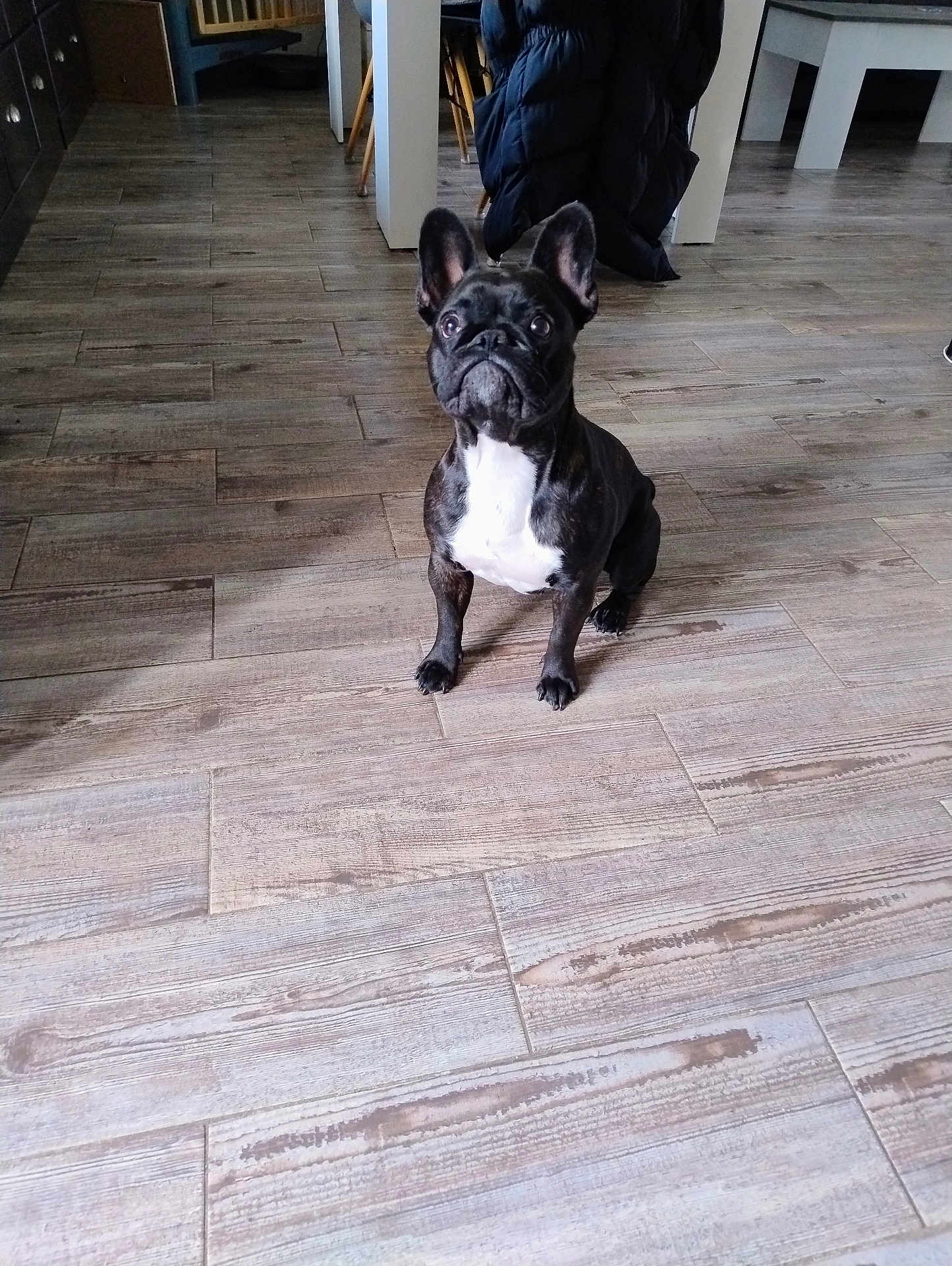 Ulka a rejoint le concours — aidez-le/la à gagner de superbes lots ! dog, french_bulldog, indoor, floor, wood_floor, pet, animal, black_and_white, sitting, curious, looking_up, coat, chair, table, home, domestic, flooring, furniture, canine, companion