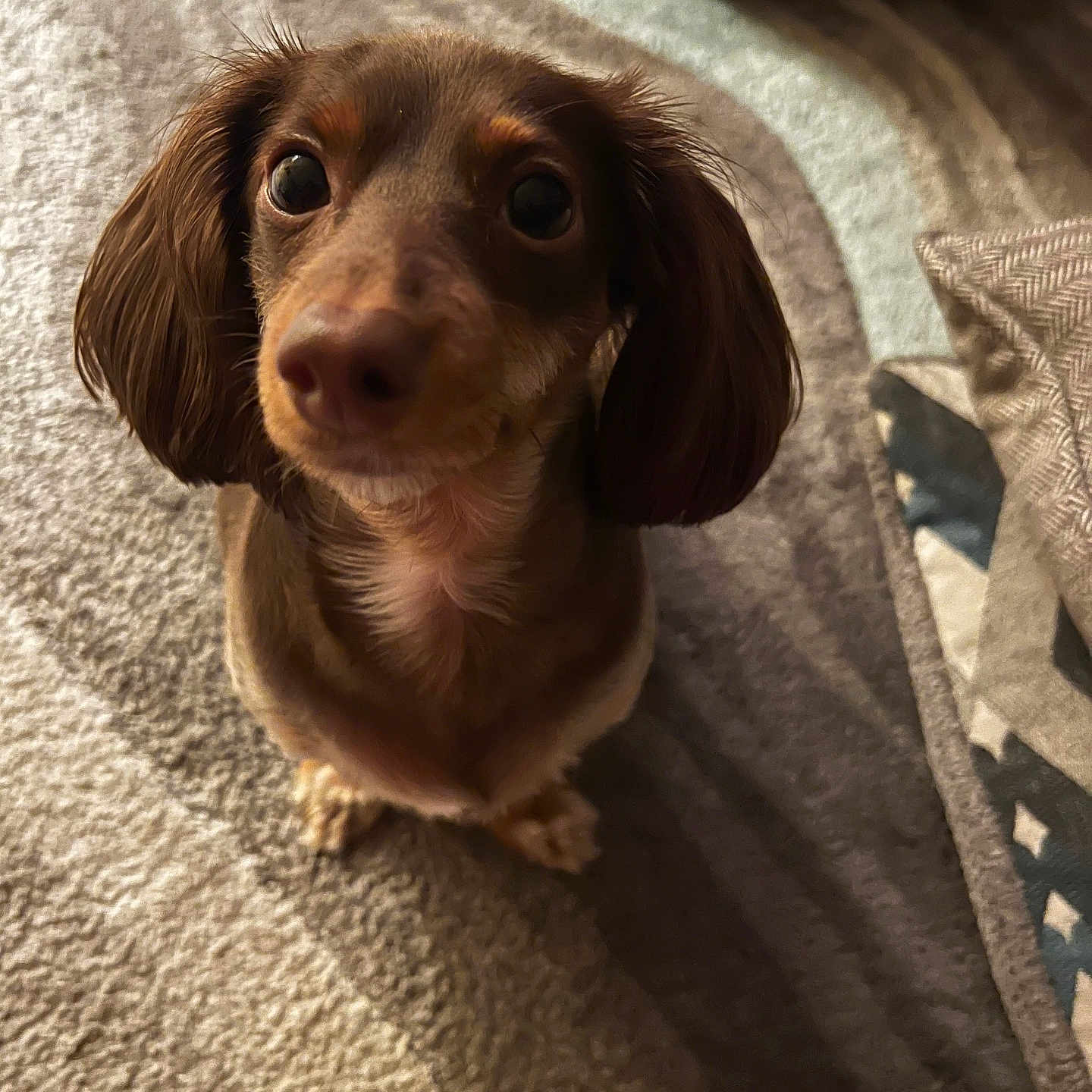 Bailey Renee joined the competition — help win amazing prizes! adorable, animal, brown_dog, canine, carpet, companion, cute, dachshund, dog, domestic, ears, floor, fur, home, indoor, looking_up, pet, shadow, small_dog, texture