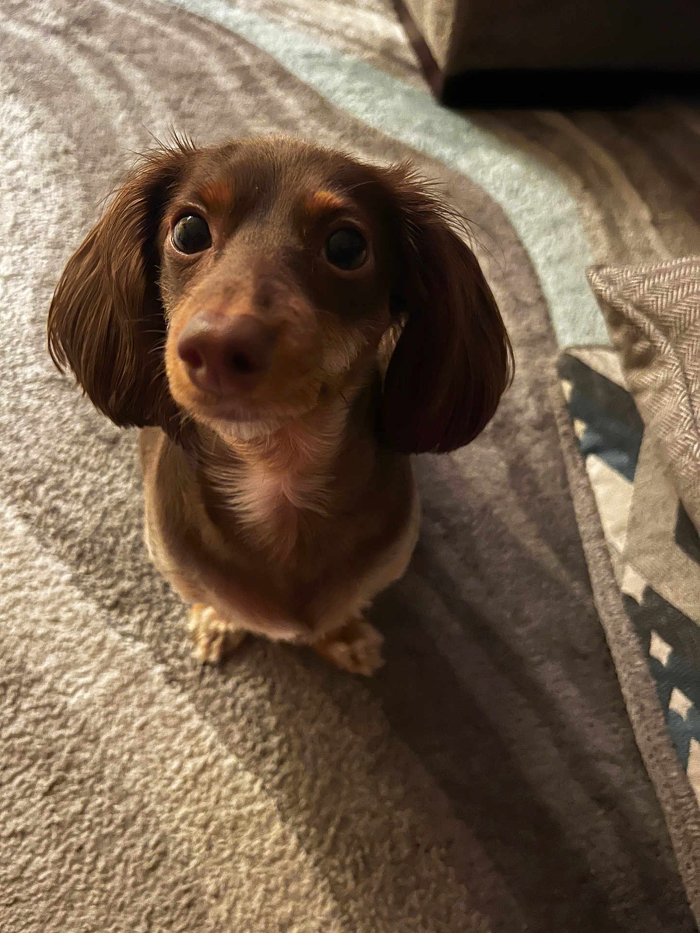 Bailey Renee joined the competition — help win amazing prizes! dog, dachshund, pet, indoor, carpet, brown_dog, cute, small_dog, ears, fur, looking_up, animal, companion, adorable, shadow, texture, floor, domestic, home, canine