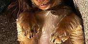 Bailey Renee is registered to the contest to win money with this photo: dog, pet, lying_down, brown_fur, cute, smiling, wide_eyes, indoor, carpet, cozy, playful, close_up, animal, fur, paw, small_dog, expression, relaxed, mischievous, face