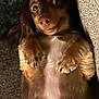 dog, pet, lying_down, brown_fur, cute, smiling, wide_eyes, indoor, carpet, cozy, playful, close_up, animal, fur, paw, small_dog, expression, relaxed, mischievous, face