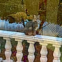cat, tabby_cat, balustrade, outdoor, garden, reflection, window, plant, fence, orange_fruits, white, animal, pet, sitting, curious, nature, daylight, architecture, decor, still_life