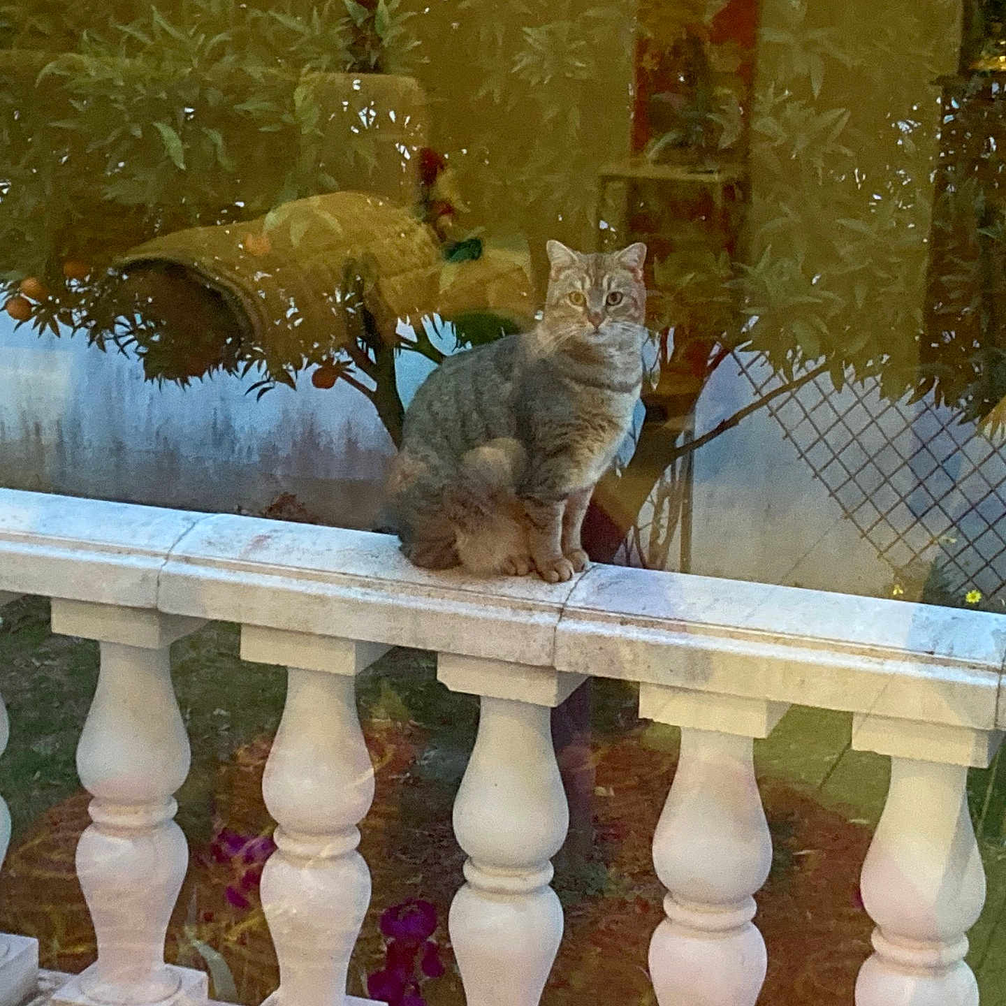 Perlou participe au concours pour gagner de l'argent avec cette photo : animal, architecture, balustrade, cat, curious, daylight, decor, fence, garden, nature, orange_fruits, outdoor, pet, plant, reflection, sitting, still_life, tabby_cat, white, window