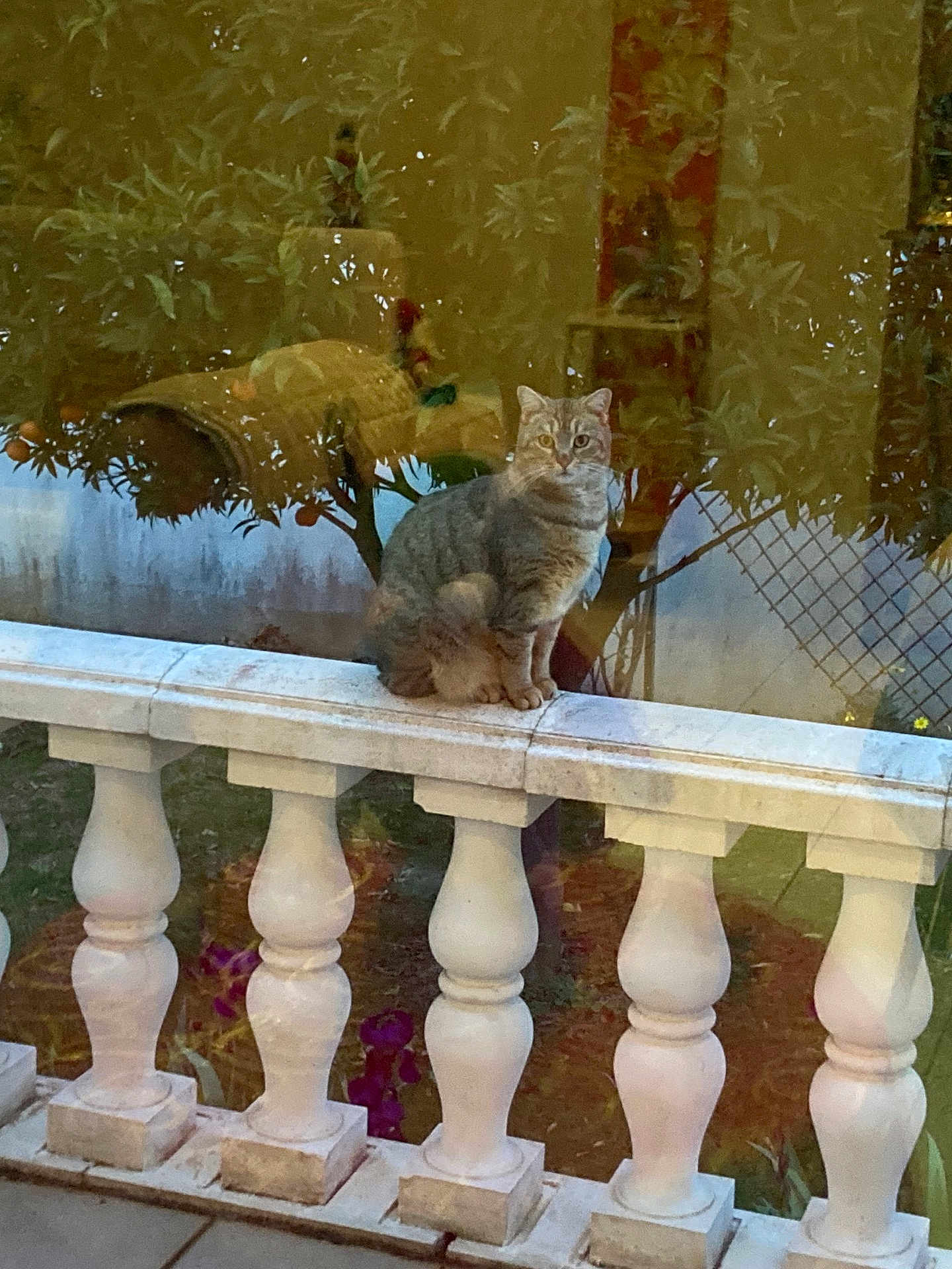 Perlou participe au concours pour gagner de l'argent avec cette photo : cat, tabby_cat, balustrade, outdoor, garden, reflection, window, plant, fence, orange_fruits, white, animal, pet, sitting, curious, nature, daylight, architecture, decor, still_life