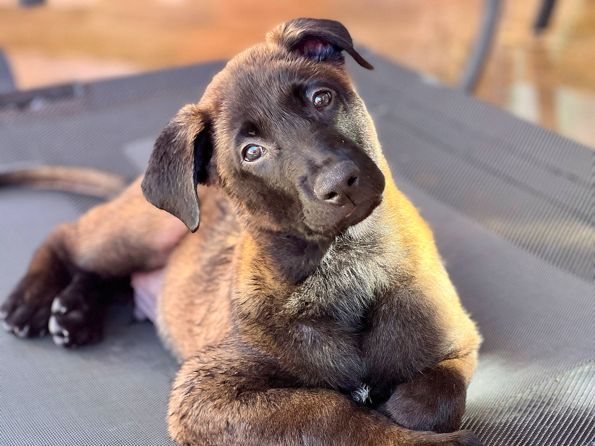 Anubis joined the competition — help win amazing prizes! ancient_dog_breeds, canidae, carnivore, collar, companion_dog, dog, dog_breed, fawn, fur, guard_dog, paw, snout, sporting_group, street_dog, terrestrial_animal, whiskers, working_animal, working_dog