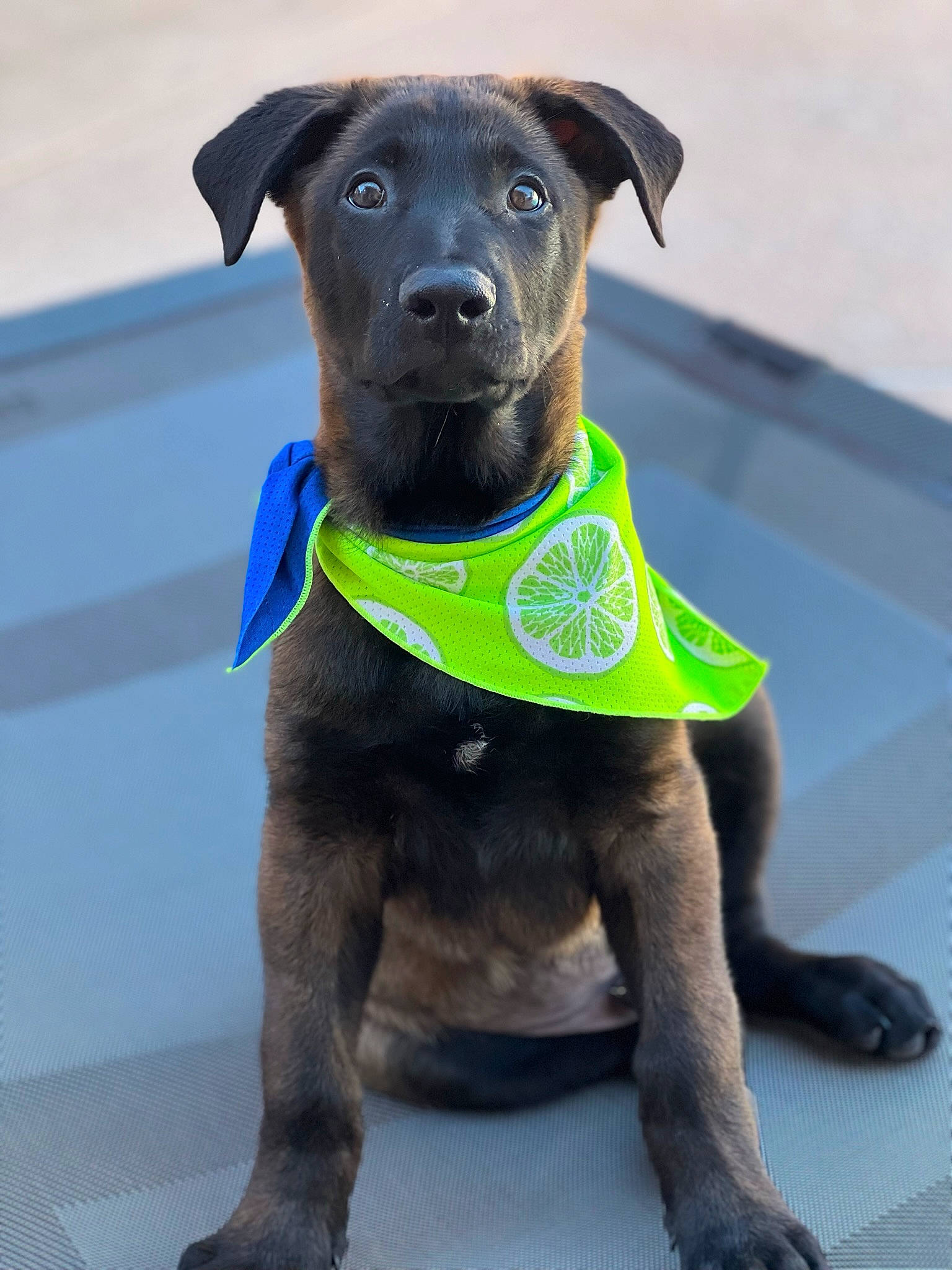 Anubis joined the competition — help win amazing prizes! canidae, carnivore, collar, companion_dog, dog, dog_breed, dog_clothes, dog_collar, dog_supply, fashion_accessory, fawn, hat, leash, liver, personal_protective_equipment, pet_supply, snout, sporting_group, toy_dog, working_animal