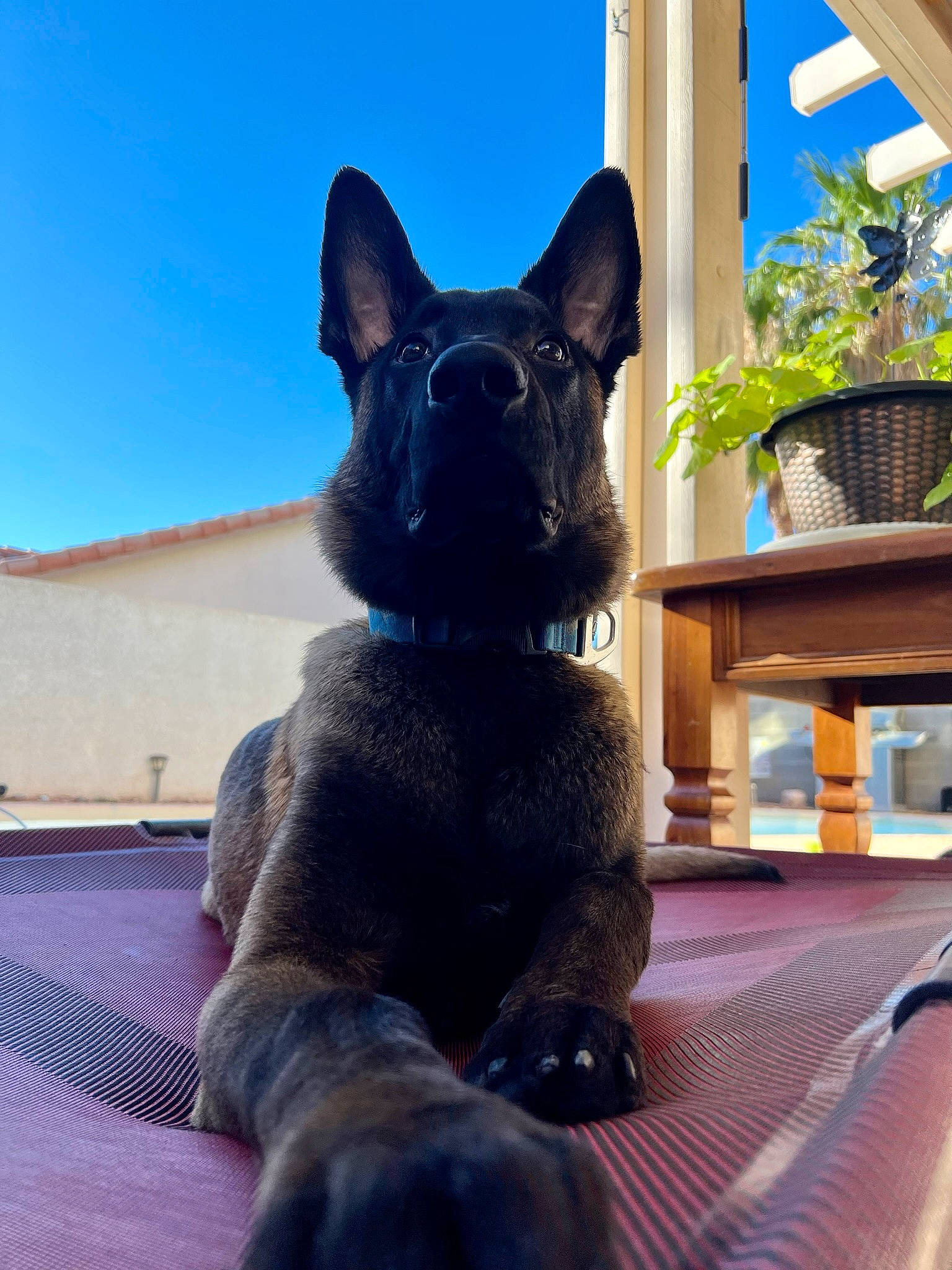 Anubis is registered to the contest to win money with this photo: art, azure, carnivore, dog_breed, electric_blue, fawn, felidae, flowerpot, grey, houseplant, plant, sculpture, sky, small_to_medium_sized_cats, snout, tail, terrestrial_animal, whiskers, window, wood