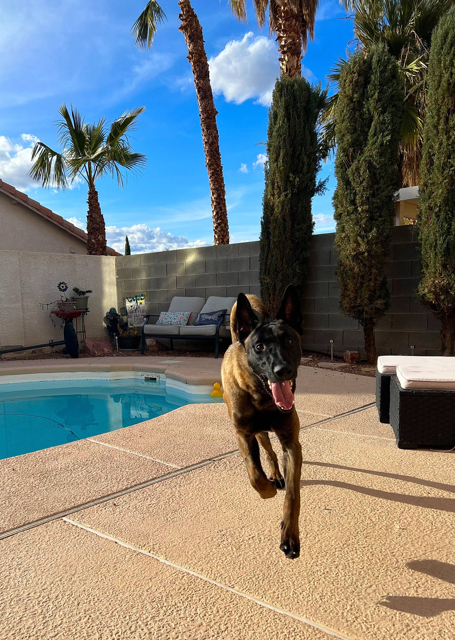 Anubis joined the competition — help win amazing prizes! arecales, azure, building, carnivore, cloud, companion_dog, dog, dog_breed, house, landscape, leisure, outdoor_furniture, palm_tree, plant, recreation, shade, sky, swimming_pool, tree, water