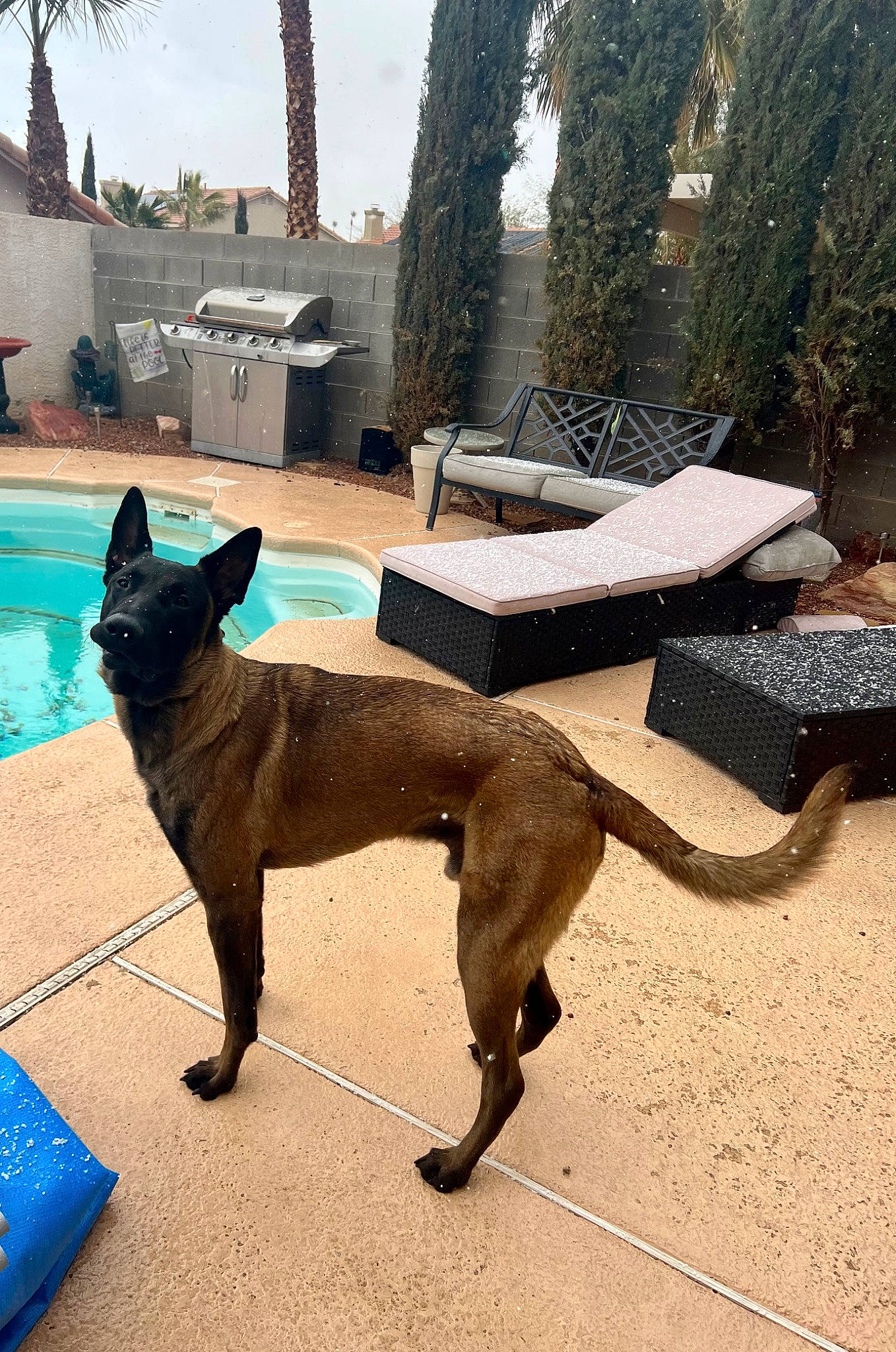 Anubis joined the competition — help win amazing prizes! blue, canidae, carnivore, collar, companion_dog, dog, dog_breed, fawn, felidae, palm_tree, pet_supply, sky, small_to_medium_sized_cats, snout, sporting_group, swimming_pool, tail, tree, water, working_animal