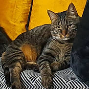 Maurice a rejoint le concours — aidez-le/la à gagner de superbes lots ! animal, cat, closeup, comfortable, couch, cushion, ears, feline, fur, home, indoor, mammal, paw, pet, relaxed, resting, striped, tabby, whiskers, yellow