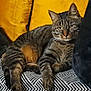 animal, cat, closeup, comfortable, couch, cushion, ears, feline, fur, home, indoor, mammal, paw, pet, relaxed, resting, striped, tabby, whiskers, yellow