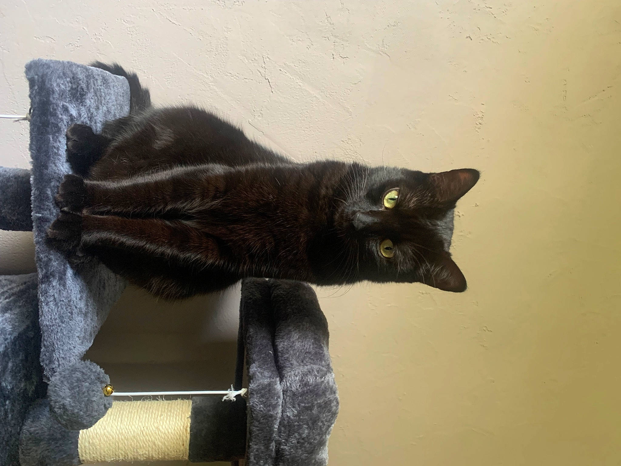 Swan participe au concours pour gagner de l'argent avec cette photo : black_cat, bombay, carnivore, cat, claw, domestic_short_haired_cat, felidae, fur, grey, small_to_medium_sized_cats, snout, tail, terrestrial_animal, whiskers