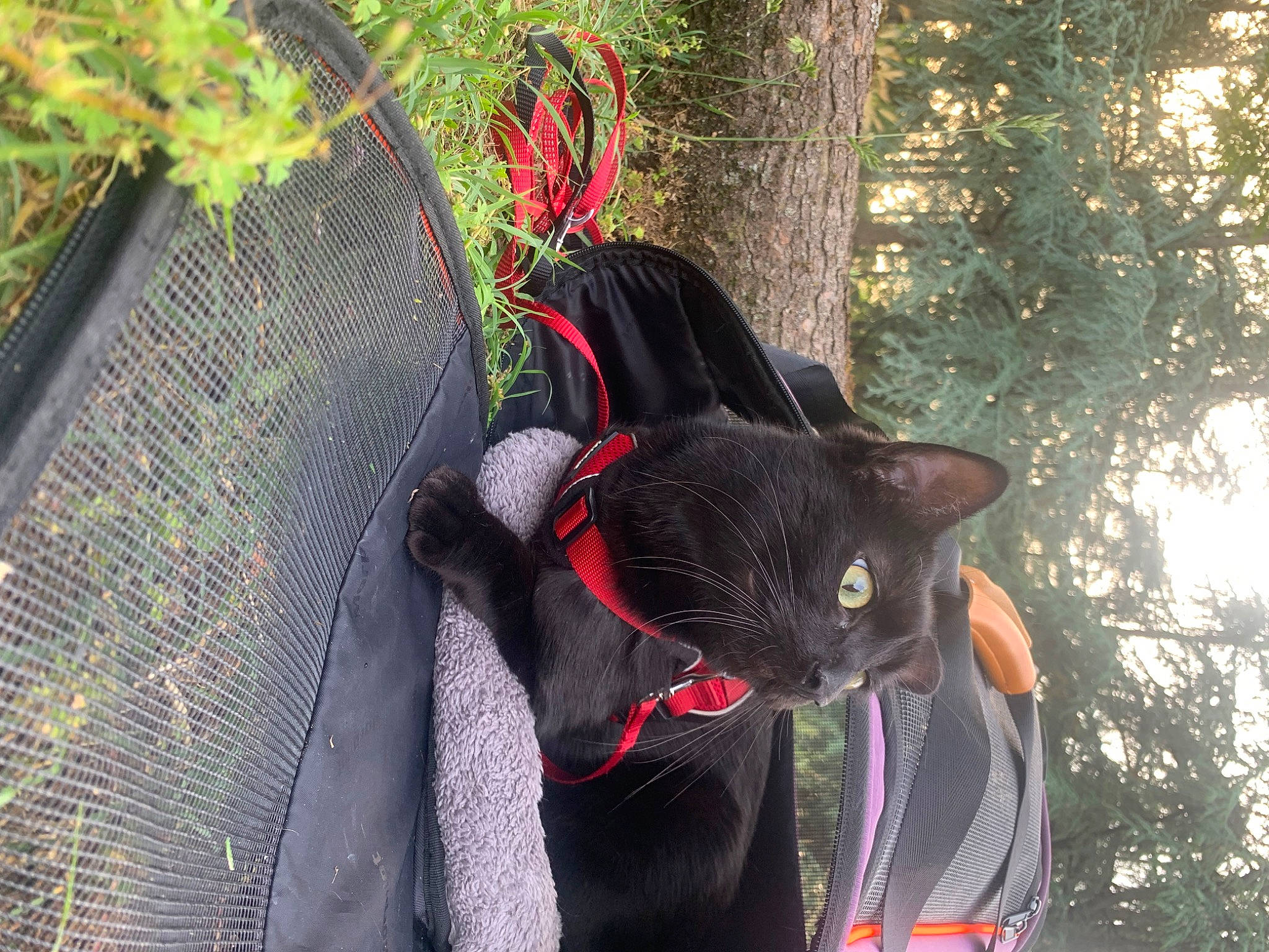 Swan participe au concours pour gagner de l'argent avec cette photo : art, black_cat, bombay, carmine, carnivore, cat, collar, domestic_short_haired_cat, felidae, fur, grass, mesh, plant, small_to_medium_sized_cats, snout, tail, terrestrial_animal, tree, whiskers