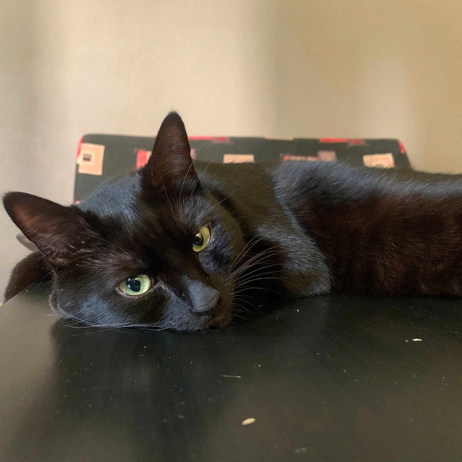 Swan participe au concours pour gagner de l'argent avec cette photo : black_cat, carnivore, cat, comfort, domestic_short_haired_cat, felidae, flooring, fur, grey, hardwood, room, small_to_medium_sized_cats, snout, tail, whiskers, window, wood