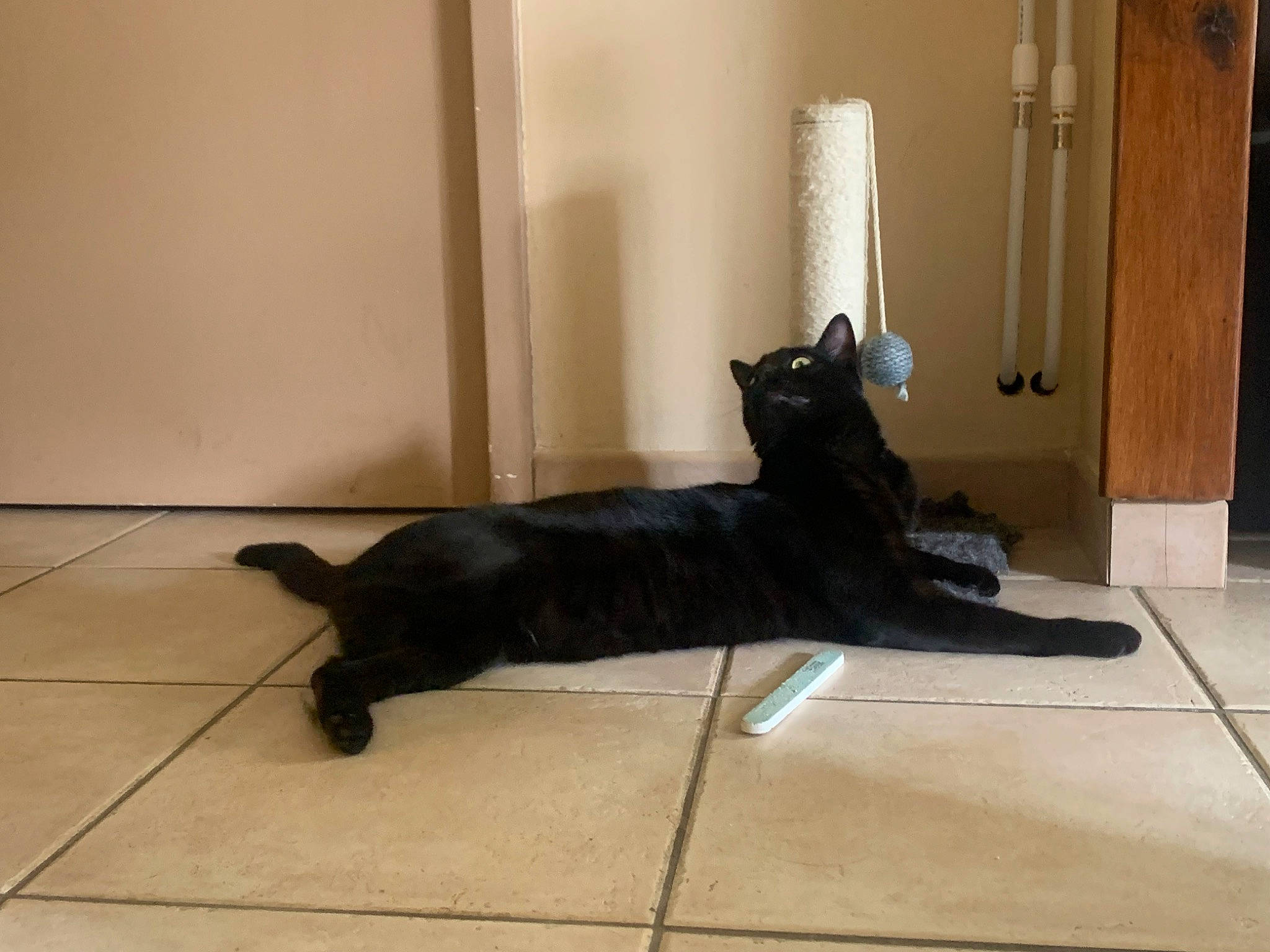 Swan a rejoint le concours — aidez-le/la à gagner de superbes lots ! black_cat, bombay, canidae, carnivore, cat, comfort, dog_breed, domestic_short_haired_cat, felidae, floor, flooring, fur, hardwood, room, small_to_medium_sized_cats, sporting_group, tail, terrestrial_animal, whiskers, wood