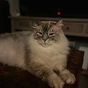 Bentley is registered to the contest to win money with this photo: animal, calm, cat, closeup, cozy, cute, feline, fluffy, fur, home, indoor, mammal, paws, pet, portrait, relaxed, resting, soft_light, whiskers, wooden_table