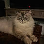 animal, calm, cat, closeup, cozy, cute, feline, fluffy, fur, home, indoor, mammal, paws, pet, portrait, relaxed, resting, soft_light, whiskers, wooden_table