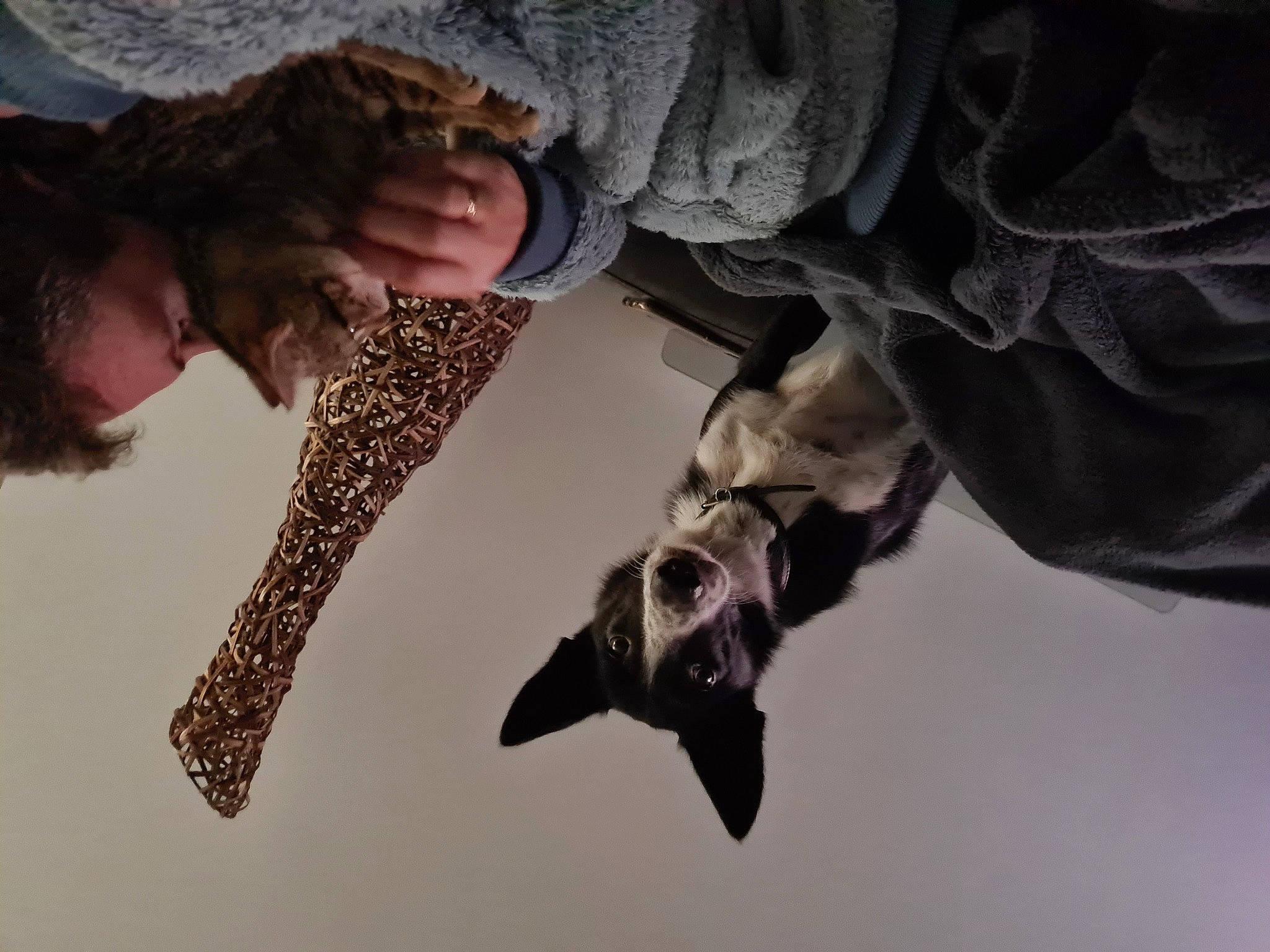 Obiwan participe au concours pour gagner de l'argent avec cette photo : eyewear, feather, felidae, freezing, fur, gesture, hand, military_camouflage, sporting_group, sunglasses, tail, tree, wildlife, wing, winter