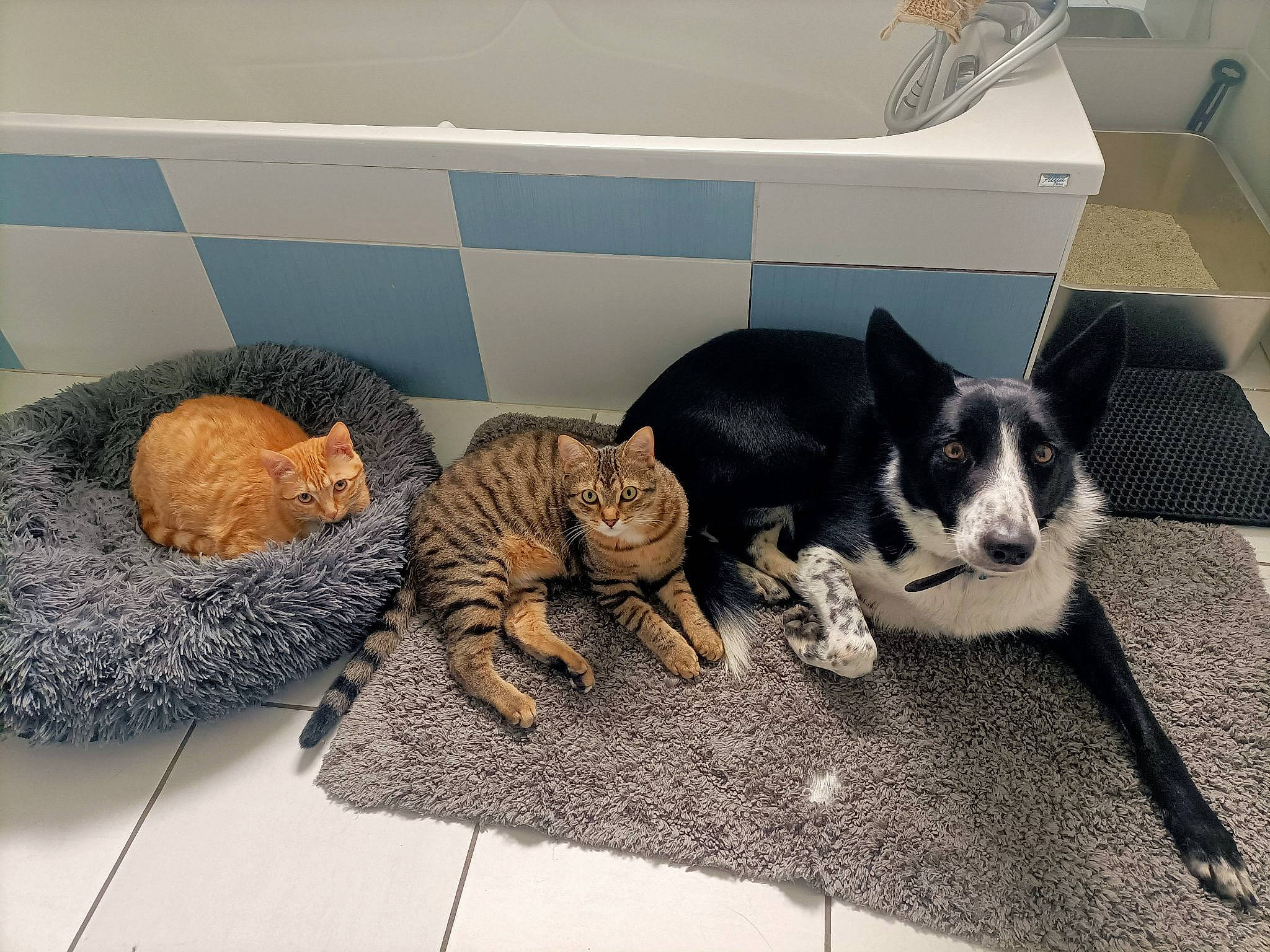 Obiwan participe au concours pour gagner de l'argent avec cette photo : carnivore, cat, comfort, companion_dog, couch, dog_breed, domestic_short_haired_cat, felidae, flooring, fur, grey, living_room, paw, room, small_to_medium_sized_cats, sporting_group, tail, terrestrial_animal, toy, whiskers