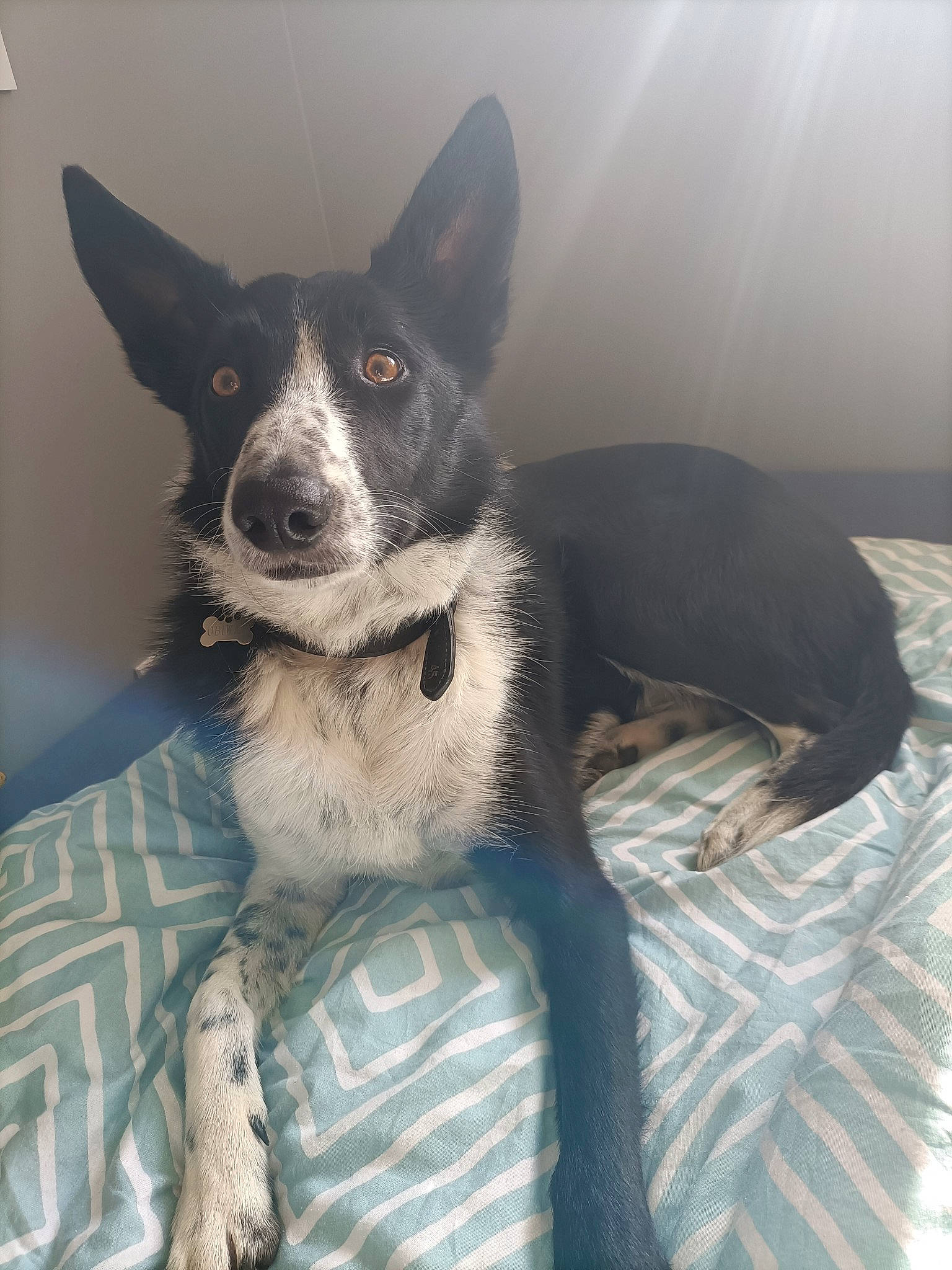 Obiwan participe au concours pour gagner de l'argent avec cette photo : canidae, carnivore, comfort, companion_dog, dog, dog_breed, fur, herding_dog, paw, sporting_group, whiskers, working_animal, working_dog