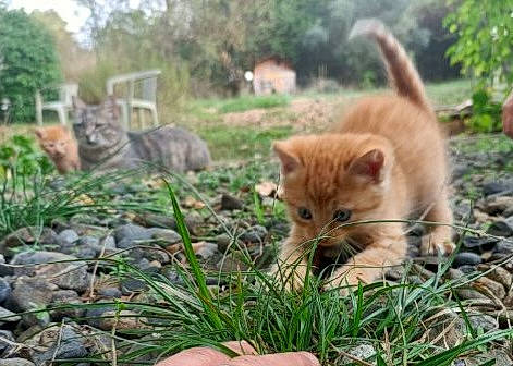 Renée a rejoint le concours — aidez-le/la à gagner de superbes lots ! canidae, carnivore, cat, domestic_short_haired_cat, fawn, felidae, fur, grass, natural_landscape, plant, sitting, small_to_medium_sized_cats, snout, tail, terrestrial_animal, tree, vertebrate, whiskers, wildlife, wood