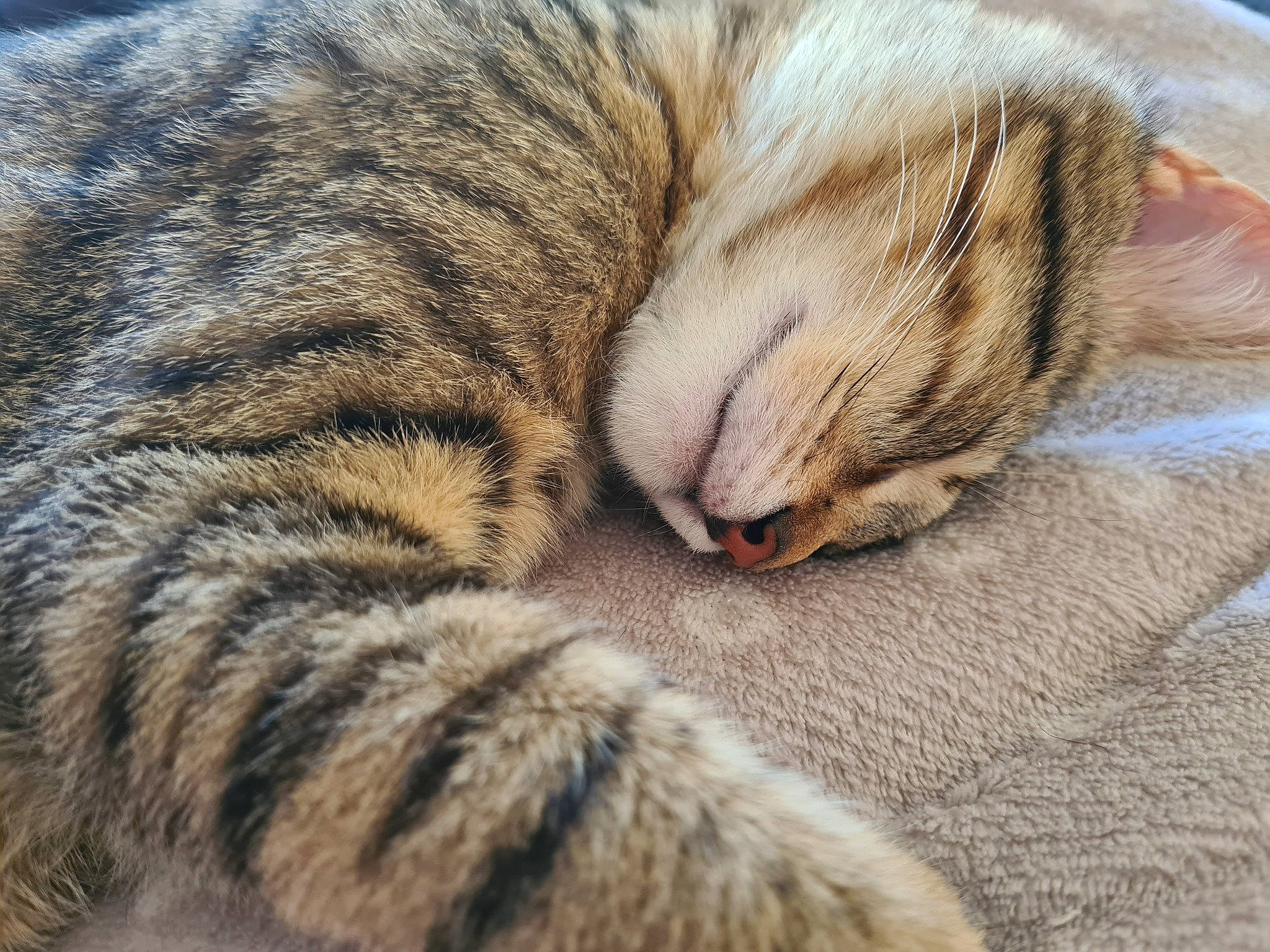 Raoul participe au concours pour gagner de l'argent avec cette photo : carnivore, cat, claw, close_up, comfort, domestic_short_haired_cat, fawn, felidae, fur, nap, paw, sleep, small_to_medium_sized_cats, tail, terrestrial_animal, whiskers, wildlife, wrinkle