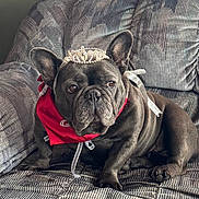 Dolly joined the competition — help win amazing prizes! adorable, animal, bandana, black_dog, couch, cute, dog, domestic_animal, ears, face, french_bulldog, fur, indoor, pet, portrait, red, relaxed, sitting, tiara, whiskers