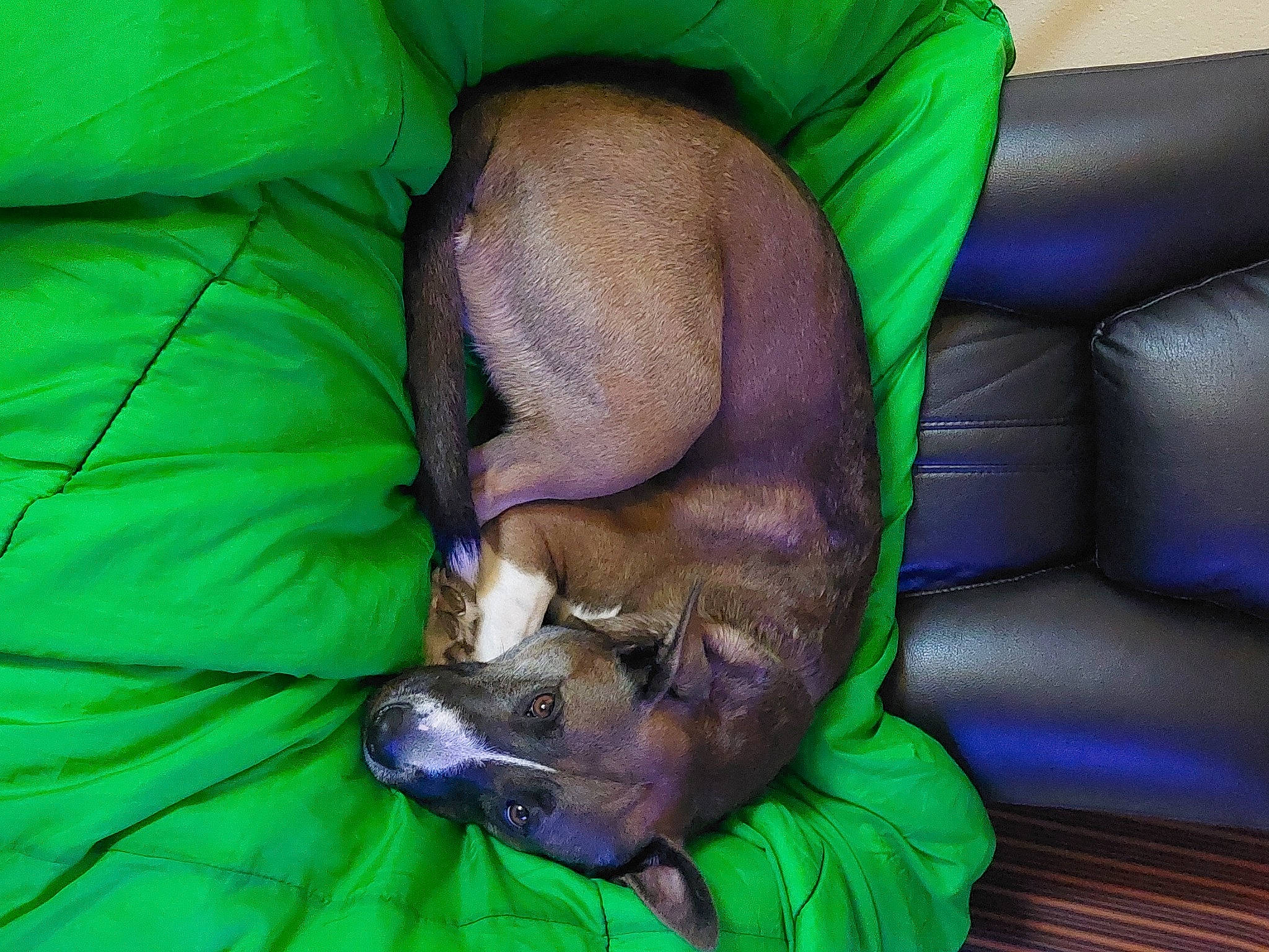 Jewels joined the competition — help win amazing prizes! canidae, carnivore, comfort, companion_dog, dog, dog_breed, dog_supply, fawn, green, liver, nap, non_sporting_group, pet_supply, sleep, snout, sporting_group, vertebrate, working_animal, wrinkle