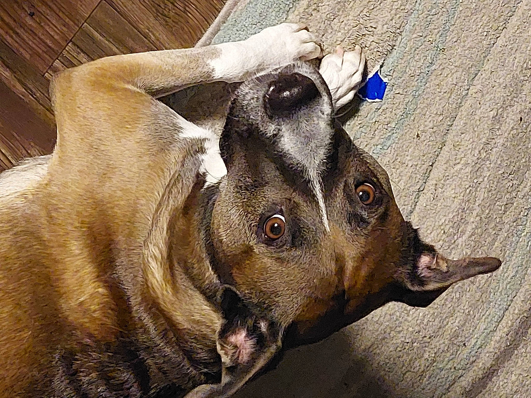 Jewels joined the competition — help win amazing prizes! asphalt, canidae, carnivore, dog, dog_breed, eye, fawn, fur, livestock, road_surface, snout, sporting_group, street_dog, suidae, terrestrial_animal, whiskers, wildlife, wood, working_animal, wrinkle