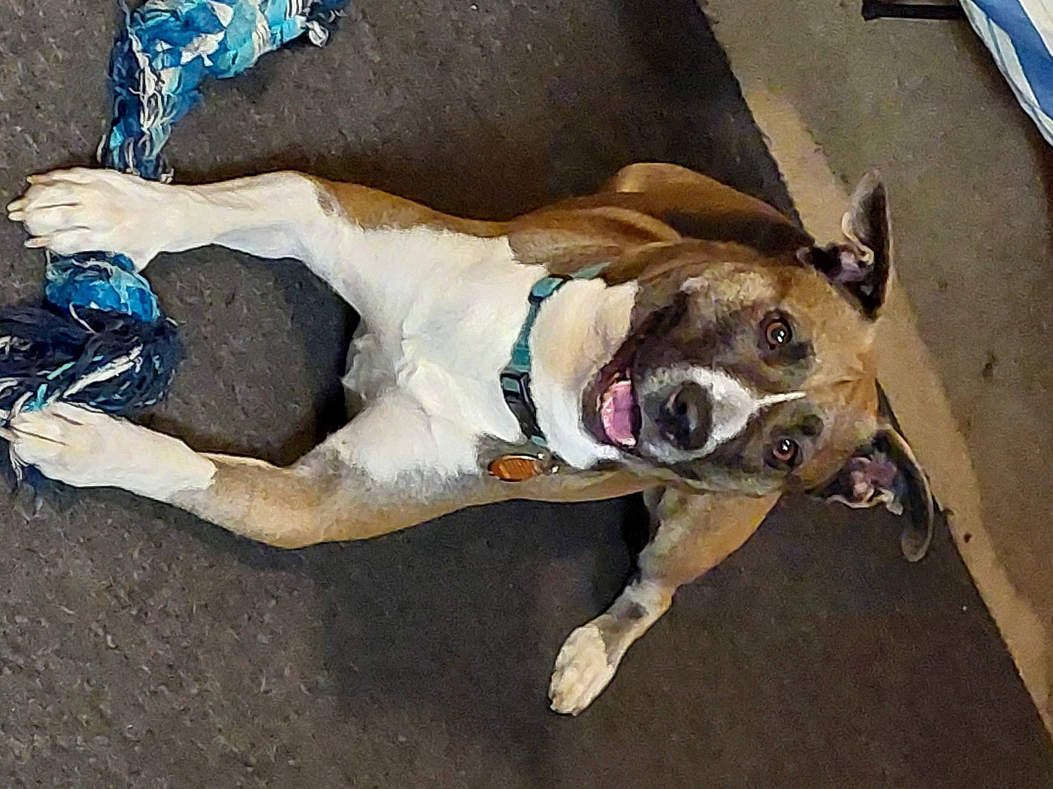 Jewels is registered to the contest to win money with this photo: canidae, carnivore, collar, companion_dog, concrete, dog, dog_breed, dog_collar, dog_supply, fawn, foot, human_leg, leash, paw, pet_supply, sidewalk, snout, sporting_group, thigh, working_animal